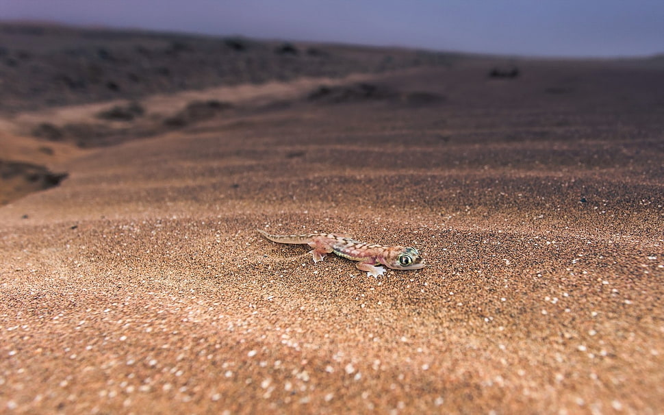 multicolored gecko HD wallpaper